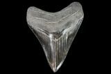 Serrated, Fossil Megalodon Tooth - Nice Color #108846-1